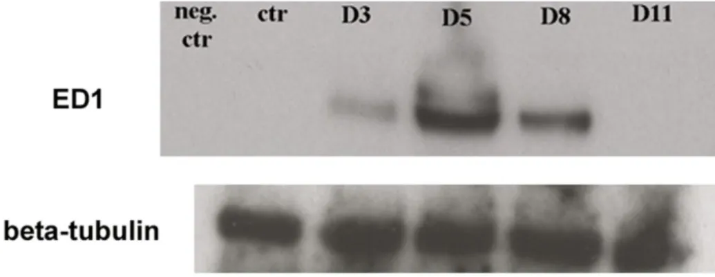 21. ábra: ED1 kimutatása az in vivo rendszerből származó hashártyákon a  gyulladás  különböző  időpontjaiban:  (a)  A  kezeletlen  állatokból  származó  hashártya  mesothel sejtjei nem expresszálják az ED1-et