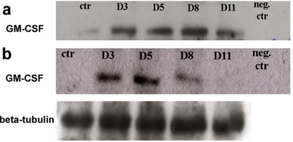 31. ábra: GM-CSF (23 kDa) kimutatás a peritoneális mosófolyadékból és a  mesothel sejtek lizátumából a gyulladás különböző időpontjaiban: (a)  A  GM-CSF  már a kezeletlen  állatok  (ctr)  peritoneális  mosófolyadékában  is  kimutatható,  viszont  a  gyulla