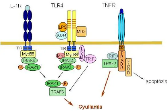 7. ábra Az LPS, az IL-1β és a TNFα receptorának felépítése és kezdeti jeltátviteli folyamatai