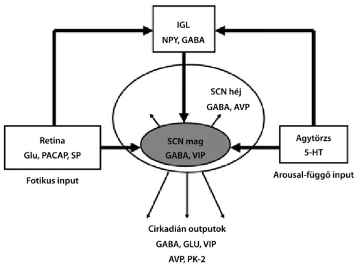 1. ábra. A cirkadián időzítés rendszere (rosenwasser, 2009 nyomán, módosítva).