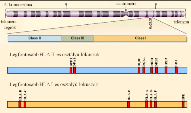 1. Ábra: A HLA génkomplex elhelyezkedése a 6. kromoszómán (Klein, 2000 nyomán)  A  HLA  génkomplexen  belül  három  fő  régió  különíthető  el:  a  HLA-I-es  osztályú  (narancssárga blokk),  -II-es  osztályú (kék blokk) és  -III-as osztályú (szürke blokk) 