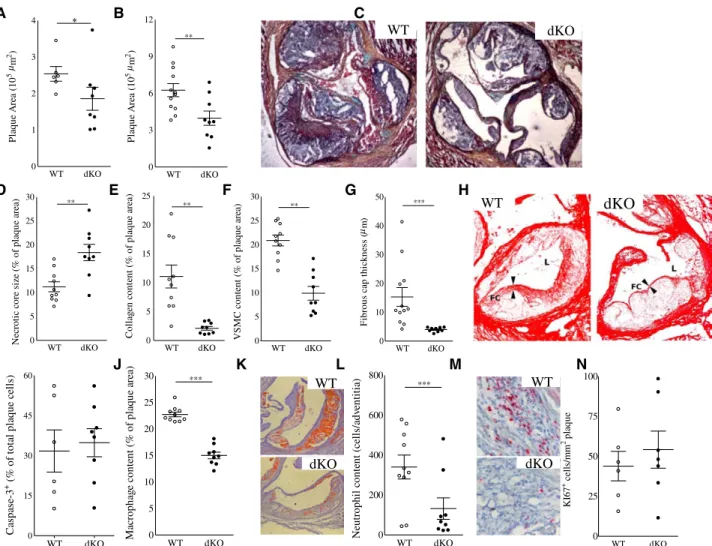 Figure 1. Reduced lesion size and altered lesion composition in Hck/Fgr dKO chimeras. Hck/Fgr deficiency led to reduced formation of  intermediate (–29%, n=8, 10 sections analyzed per unit; A) and advanced lesions (–37%, n=13, 10 sections per unit; B) in a