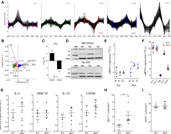 Figure 6. Hck/Fgr are involved in separate macrophage polarization programs, but their combined deficiency does not impact 