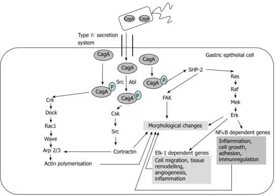 Figure 2  Targets of phosphorylated cytotoxin-associated gene A. Based on the article from Current Opinion in Microbiology, Hatakeyama M, SagA of CagA in  Helicobacter pylori pathogenesis, 11, 30-37, Copyright (2008), with permission from Elsevier [7] 