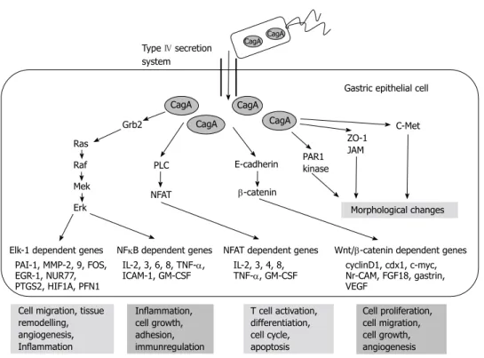 Figure 3  Targets of non-phosphorylated cytotoxin-associated gene a product. Based on the article from Current Opinion in Microbiology, Hatakeyama M, SagA  of CagA in Helicobacter pylori pathogenesis, 11, 30-37, Copyright (2008), with permission from Elsev