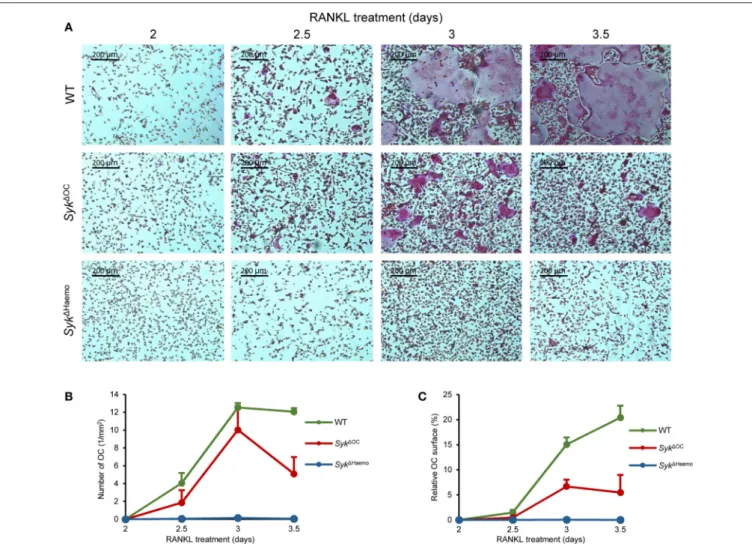 FIGURE 6 | Analysis of in vitro osteoclast development. Bone marrow-derived myeloid progenitors from wild type (WT), Syk 1OC or Syk 1Haemo mice were cultured in the presence of 50 ng/ml M-CSF and 50 ng/ml RANKL for the indicated times, followed by staining