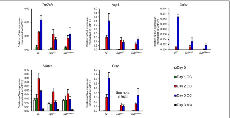 FIGURE 8 | Analysis of osteoclast-specific gene expression. Gene expression in bone marrow-derived cells from wild type (WT), Syk 1OC or Syk 1Haemo mice cultured for 0–3 days in the presence of 50 ng/ml M-CSF with (osteoclasts; OC) or without (macrophages;
