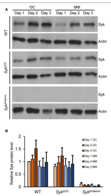 FIGURE 9 | Analysis of the level of Syk protein in osteoclast and macrophage cultures