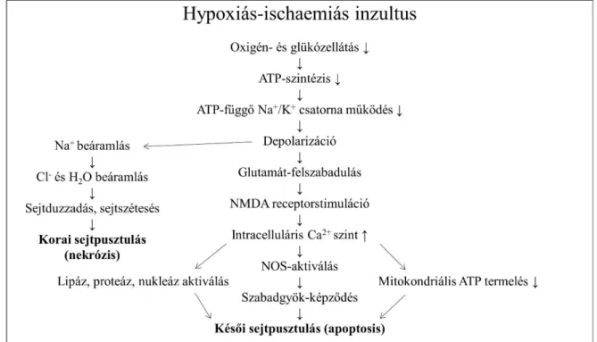 2. ábra: A hypoxiás-ischaemiás inzultus pathomechanizmusa (Forrás: Lai MC, Yang SN,  J Biomed Biotechnol 2011 (23), módosítva) 