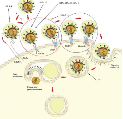 3. ábra- A Hepatitis C vírus bejutása a hepatocytakba (forrás: Burlone ME and Budkowska A-  Hepatitis C virus cell entry: role of lipoproteins and cellular receptors