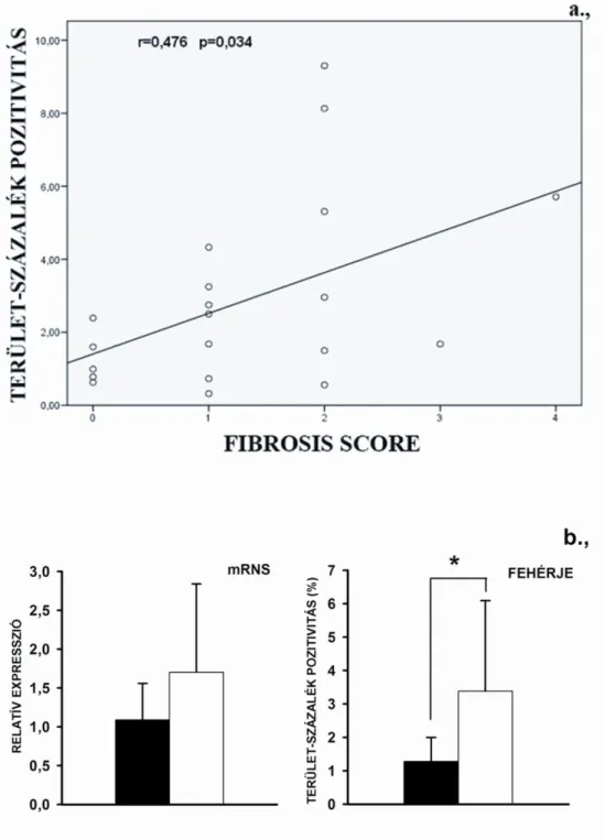 10. ábra- CLDN-1 expresszió korrelációja a fibrosis score-al. 