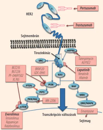 1. ábra. A HER2 receptor tirozinkináz egységének foszforilációja  során aktivált jelátviteli utak, valamint az ezeken ható  jóváha-gyott (félkövér) és fejlesztés alatt álló célzott terápiás  gyógy-szerek