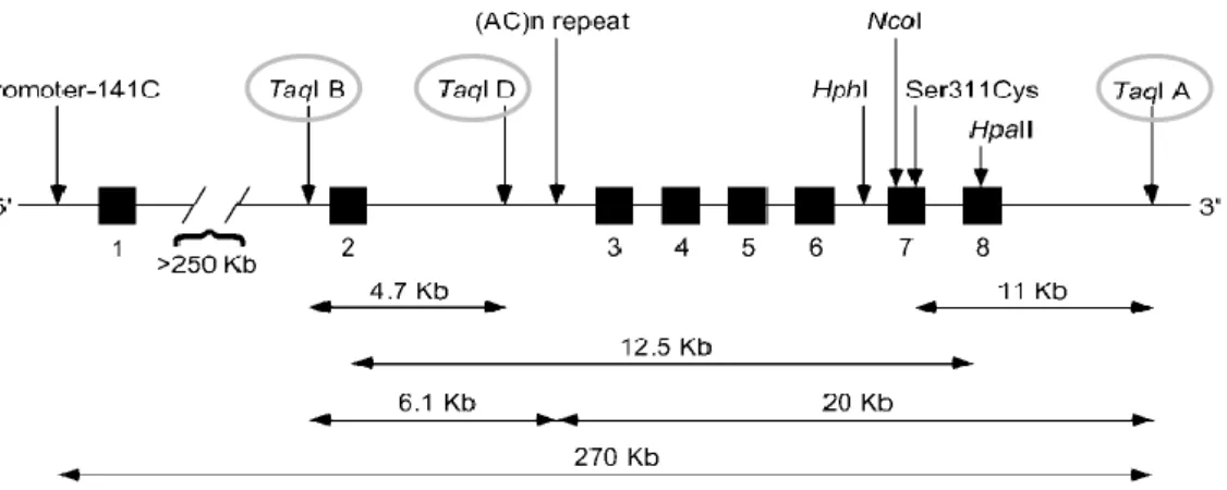 1. ábra - A Taq polimorfizmusok kromoszómális elhelyezkedése 8 . 