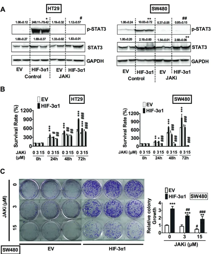 Figure 7: HIF-3α-promoted activation of STAT3 requires JAK signaling.  (A) Western blot analysis of p-STAT3 and STAT3  in whole cell extracts, (b) cell survival determined by MTT assay, (c) colony formation detected by crystal violet assay and quantificati