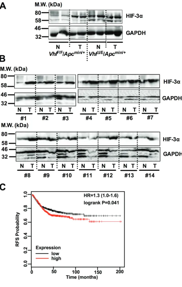 Figure 1: HIF-3α is overexpressed in CRC.  Western blot analysis for HIF-3α and GAPDH from normal (N) and tumor (T) colorectal  tissues of (A) 3-month-old Vhl F/F /Apc min/+ , and Vhl ΔIE /Apc min/+  mice or (b) 14 pairs of human colorectal tumor