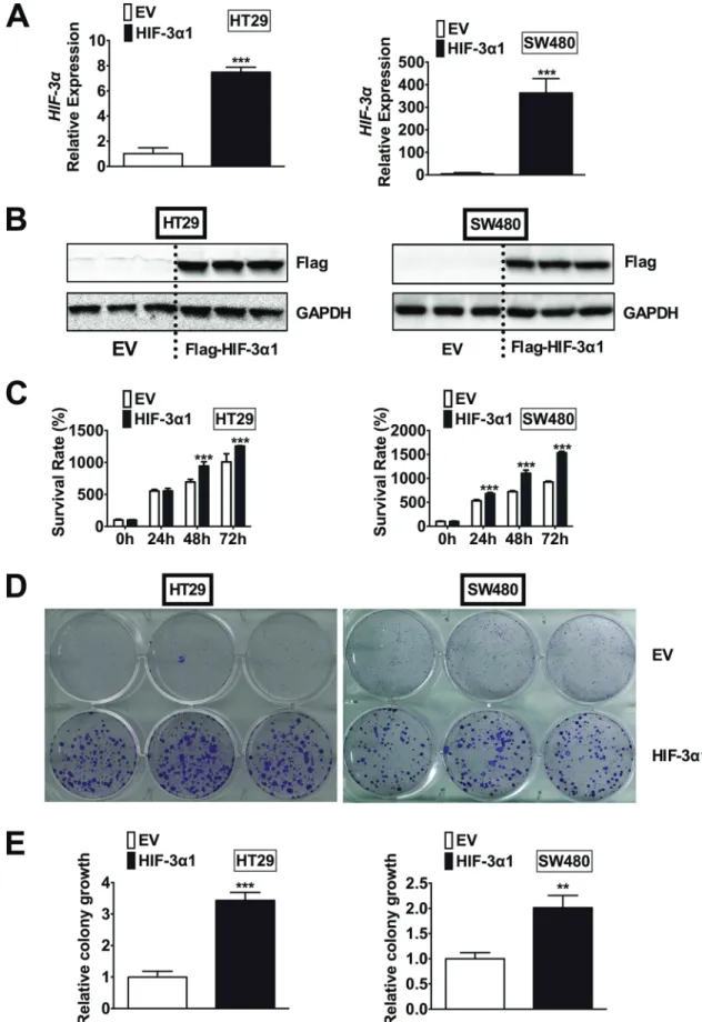 Figure 2: Overexpression of HIF-3α1 enhances CRC cell and colony growth.  (A) qPCR analysis of HIF-3α gene expression,  (b) Western blot analysis of Flag protein, (c) cell survival determined by MTT assay, (d) colony formation detected by crystal violet  a