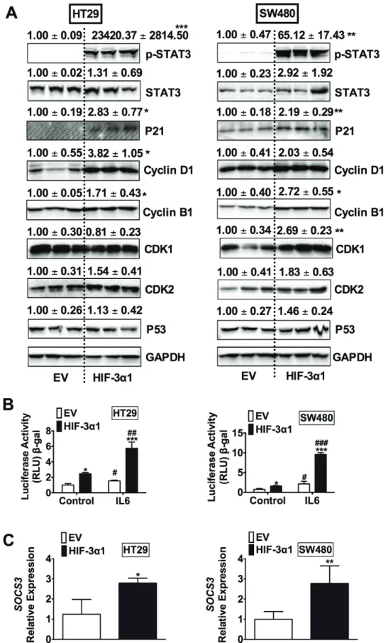 Figure  4:  Overexpression  of  HIF-3α1  activates  STAT3  signaling  in  CRC  cells.  (A)  Western  blot  analysis  in  whole  cell  extracts  from  HIF-3α1-overexpressing  or  EV  lentivirus-infected  HT29  or  SW480  CRC  cells