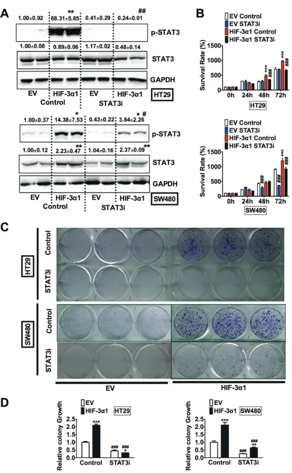 Figure 5: Inhibition of STAT3 decreases HIF-3α1-enhanced CRC cell and colony growth.  (A) Western blot analysis of  p-STAT3 and STAT3 in whole cell extracts, (b) cell survival determined by MTT assay, (c) colony formation detected by crystal violet  assay 