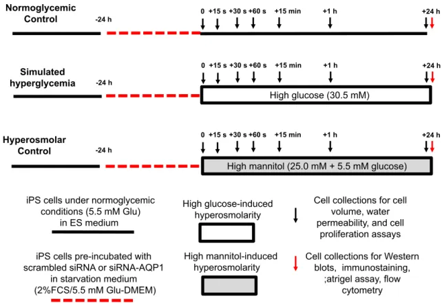 Fig. 1. Experimental protocol of high glucose-induced hyperosmolarity in induced pluripotent stem cells