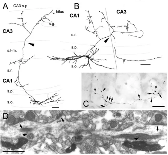 5. Ábra. A fiatal patkányokban in vitro megjelölt HS sejtek interneuron - szelektívek 
