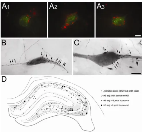13. Ábra. A z MS -DB és a hippocampus sejt populáció - szintű reciprok kapcsolatban  állnak egymással: a retrográd úton feltöltődött MS-DB-be vetítő interneuronokat  beidegzik az anterográd tracerrel jelölt septo -hippocampalis axonok