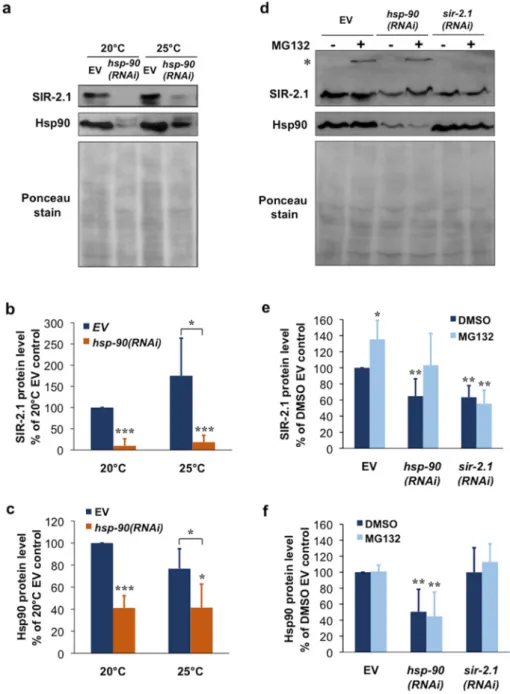 Figure 3 Hsp90 knockdown induces SIR-2.1 protein depletion and proteasomal degradation in C