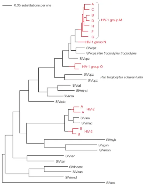 4. ábra. Főemlős lentivírusok evolúciós kapcsolatai 