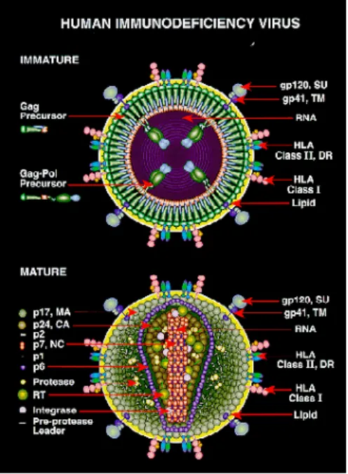 7. ábra. A HIV vírus felépítése   