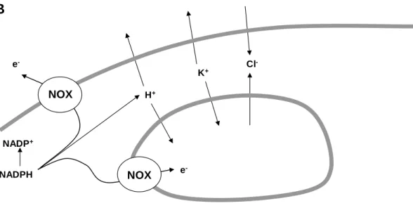 5. ábra: A PMN fagolizoszómája. „A”: a fagolizoszóma reaktív gyök termelő enzimrendszere