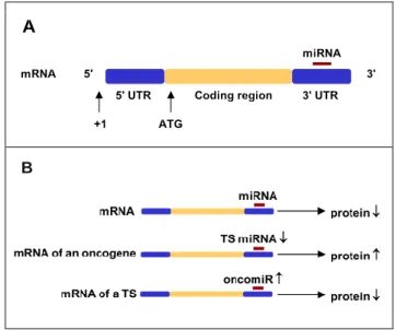 1. ábra:   A  miRNS  poszttranszkripciónális  szinten  befolyásolja  a  génexpressziót