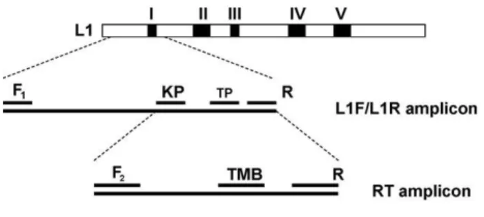 5. ábra:   A primerek és próbák elhelyezkedésének sematikus ábrázolása Full Spectrum L1F/L1R- L1F/L1R-HPV  és  MBRT-L1F/L1R-HPV  reakciókban