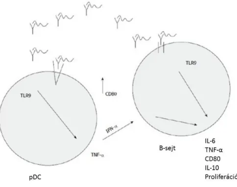 3. ábra: A TLR9 jelátviteli útvonal aktvációja által kiváltott (MHC) II. osztályú  antigén- és citokinválasz (35,56) 