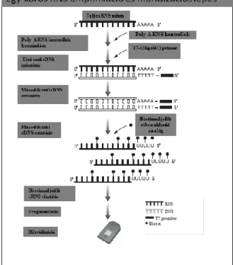 7. ábra: Egykörös RNS amplifikáció és a vizsgálati chipekre történő hibridizáció   A kép forrása: 