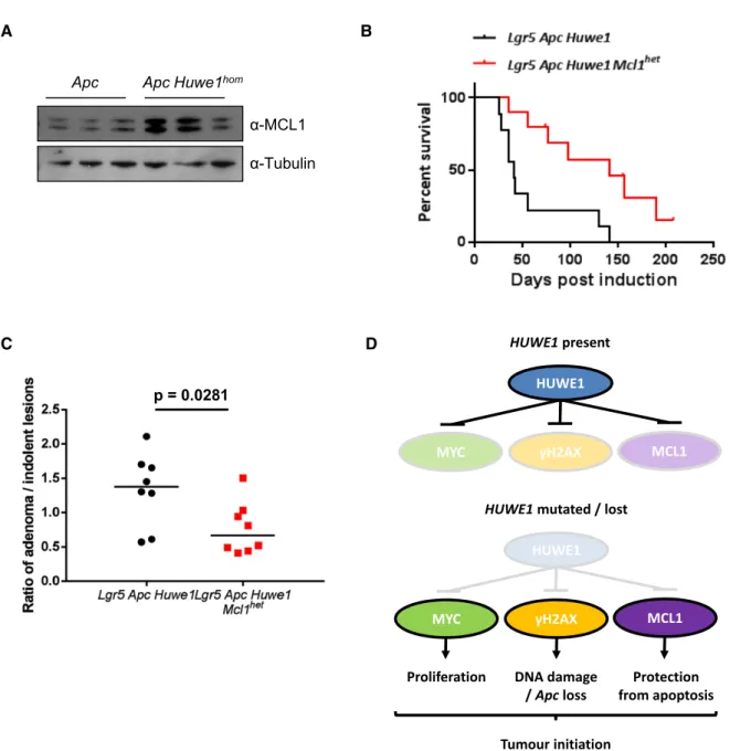Figure 8 . Huwe1 -deficient tumours tolerate high levels of DNA damage due to elevated MCL 1 .