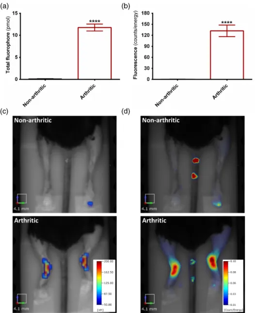 Fig. 5 K/BxN serum-induced chronic polyarthritis of the mouse. (a) The total amount of fluorophore in the ankle joints of intact and K/BxN serum-treated mice, 7 days after disease induction and 3 h following the probe injection