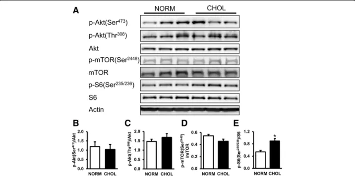Fig. 2 Hypercholesterolemia activated mTOR pathway. a Representative Western blots for mTOR pathway-related proteins in the left ventricle of NORM and CHOL rats