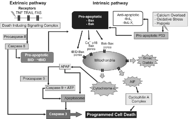 Figure 2: Intracellular mechanisms associated with the permeabilization of the mitochondrial  membrane  leading  to  apoptosis,  modified  from  Wassink  et  al