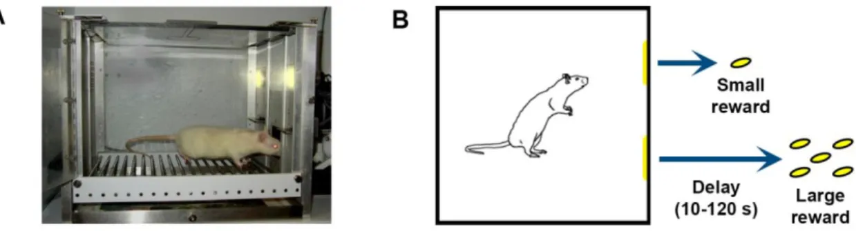 Figure  5:  The  Operant  Learning  –  Delayed  Discounting  test.  (A)  Photograph  showing  the  Operant  learning  apparatus  (“Skinner  Box”)