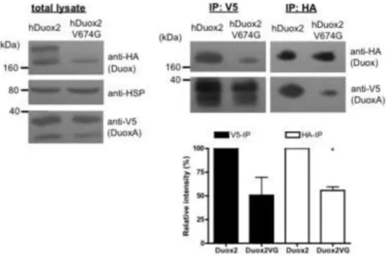 Figure 6. Valine→glycine mutant  HA hDuox2 forms a complex with the  V5 hDuoxA2 maturation factor