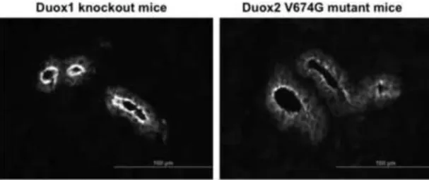 Figure 7. Immunofluorescence detection of the wild type and valine→glycine mutant Duox2 in mouse salivary gland frozen sections from Duox1 knockout and Duox2 mutant  (B6(129)-Duox2 thyd/thyd /J) mice