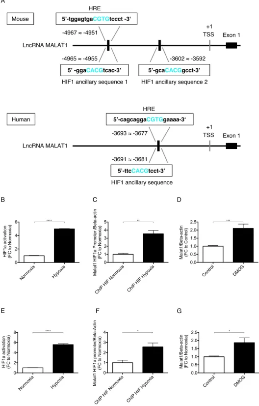 Figure 2.  Malat1 gene expression in HUVECs and HK-2 cells is transcriptionally activated by HIF-1α  (=HIF1a)