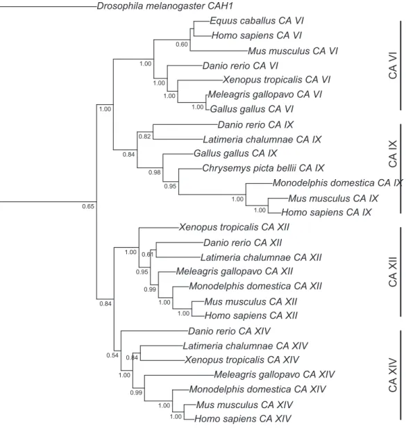 Figure 1 Bayesian phylogenetic tree of CA VI, CA IX, CA XII, and CA XIV. Analysis of protein alignment guided DNA alignments as detailed in “Materials and Methods.” Sidebars indicate the groups of isoforms