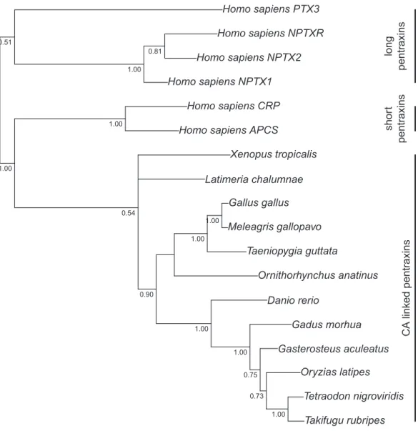 Figure 2 Bayesian phylogenetic tree of pentraxin domains. Analysis of protein alignment guided DNA alignments as detailed in “Materials and Methods.” Sidebars indicate PTX domains extracted from  non-mammalian CA VI sequences (bottom) and groups of human p
