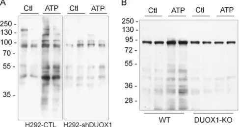 Fig. 3. Analysis of DUOX1-dependent protein S-glutathionylation using BioGEE. H292-CTL or H292-shDUOX1 cells (A) or MTE cell from either wild-type or DUOX1 knockout mice (B) were preloaded with BioGEE (250 mM; 1 h), stimulated with ATP (100 mM; 15 min), an
