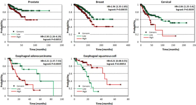 Figure 6 presents examples of KM plots showing some of the strongest survival correlations for CDK8 expression, including correlations with shorter BCR for prostate cancer and with shorter OS for breast and cervical cancers and esophageal adenocarcinoma