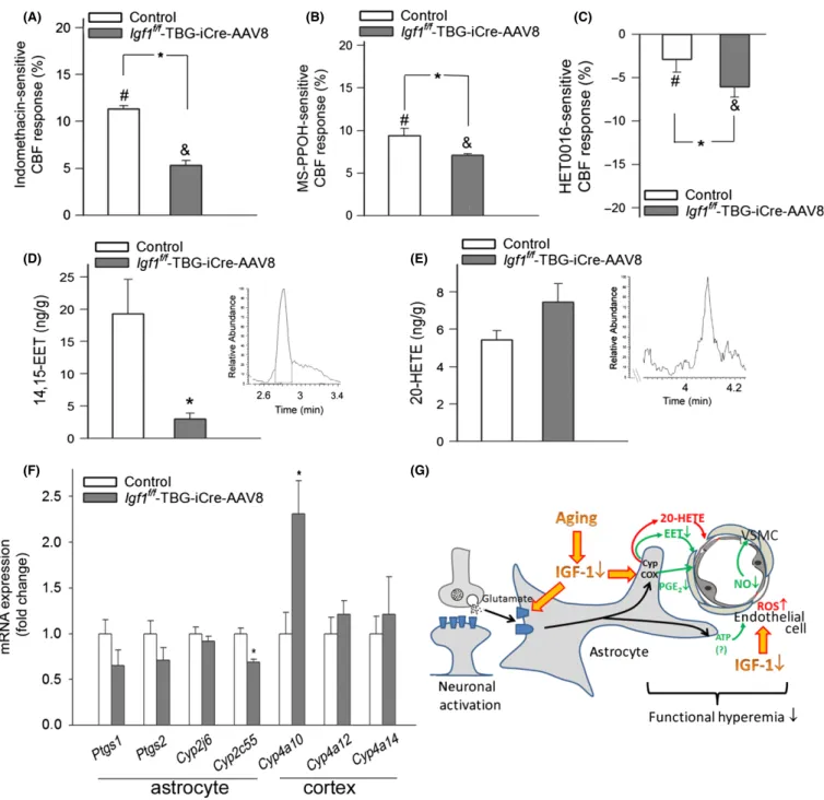 Fig. 4 IGF-1 deficiency impairs mediation of CBF responses by eicosanoid gliotransmitters: role in neurovascular uncoupling