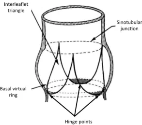 Figure 4. Aortic root with the virtual ring of the annulus [57] 
