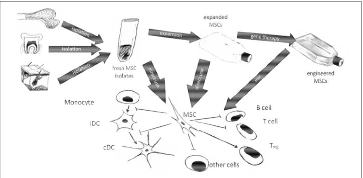 Fig. 2. Multiple ways of immunoregulation by mesenchymal stem. MSCs, collected from various sources such as bone marrow, teeth or skin, can be used directly or after expansion, with or without ex vivo gene transfer