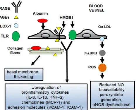 Figure 1. Molecular pathways associated with diabetic macroangiopathy. The figure depicts some of  the key points discussed in the text on the role of advanced end products (AGE) products, innate  immunity, and reactive oxygen species generation in diabeti