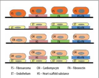 Figure 1.  Experimental protocols. In the experiments, cells were  investigated: (i) as single-cell layers on non-coated  or on FN, HS, or FN+HS coated surfaces, and (ii) as 
